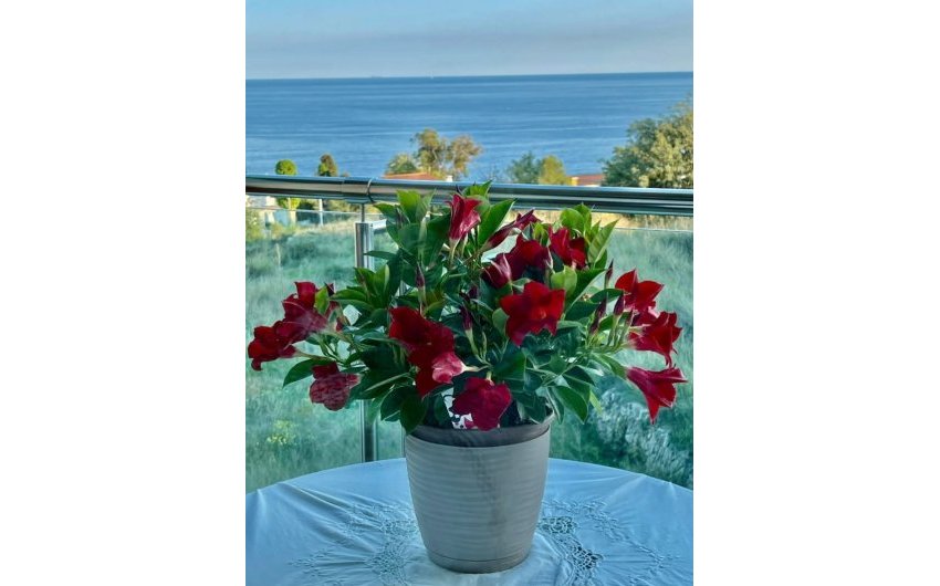 Herverkoop - Apartment -
Calpe