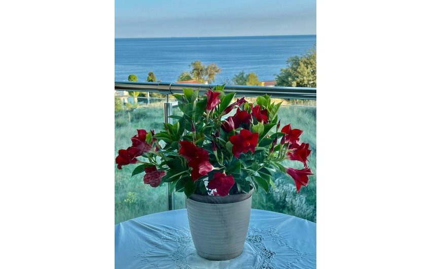 Herverkoop - Apartment -
Calpe