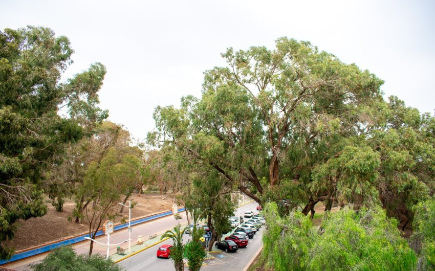 Herverkoop - Apartment -
Guardamar del Segura - Center