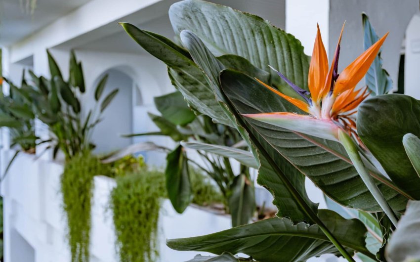 Herverkoop - Apartment -
Marbella - Los Monteros