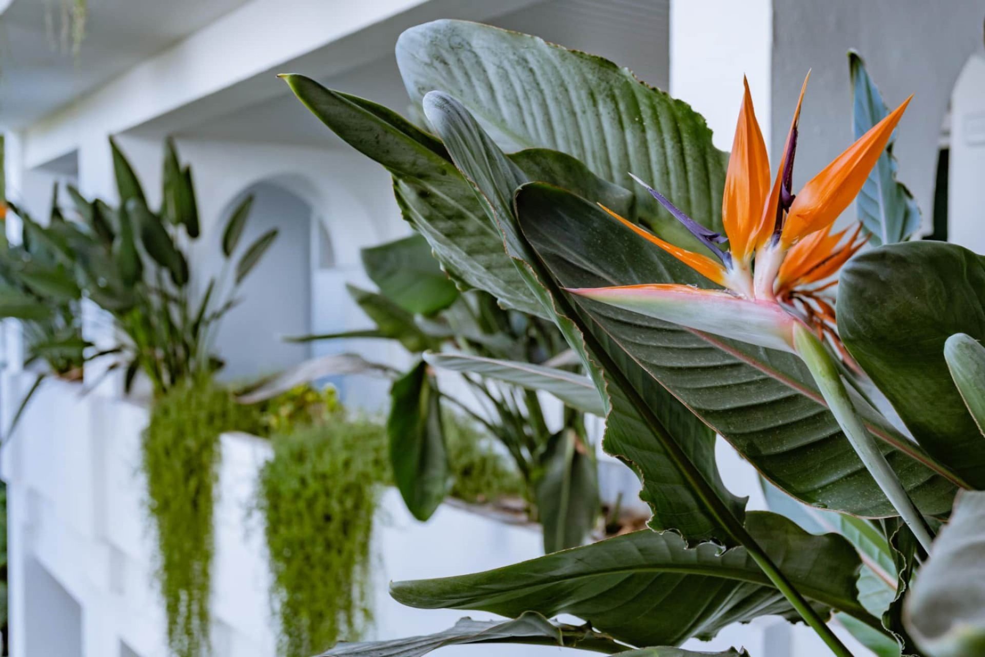 Herverkoop - Apartment -
Marbella - Los Monteros