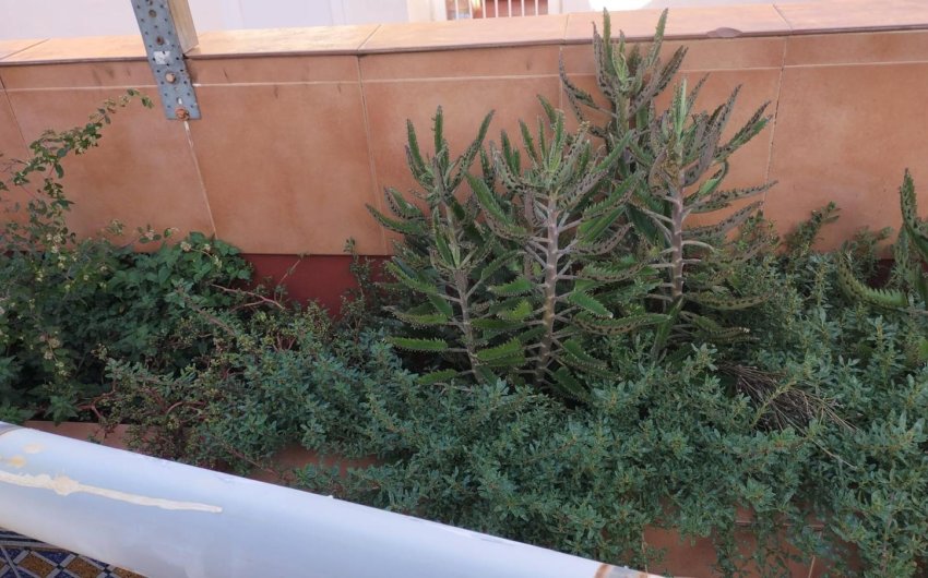 Herverkoop - Apartment -
Torrevieja - La Mata