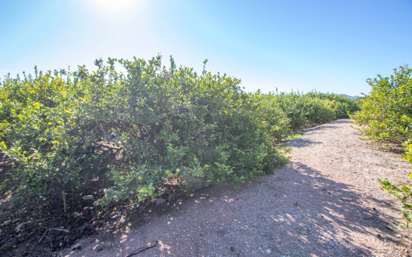 Herverkoop - Country House -
Albatera