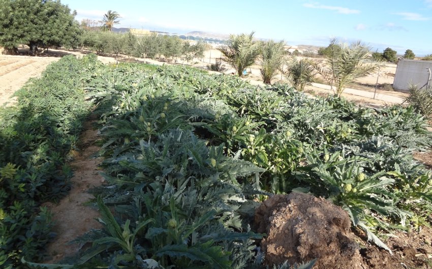 Herverkoop - Country House -
El Altet