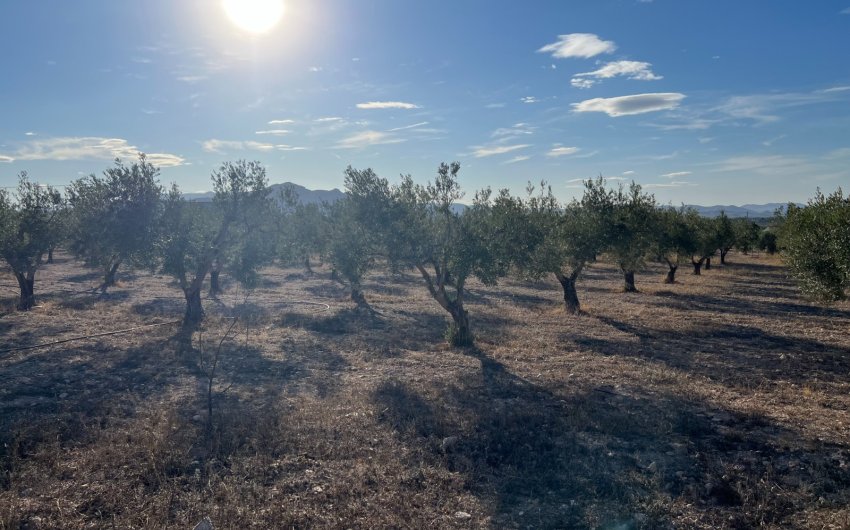 Herverkoop - Country House -
Sax