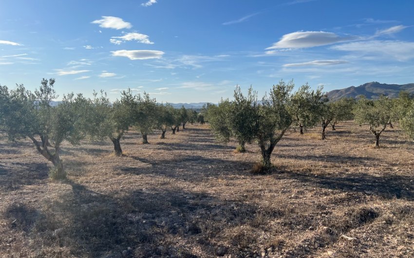 Herverkoop - Country House -
Sax