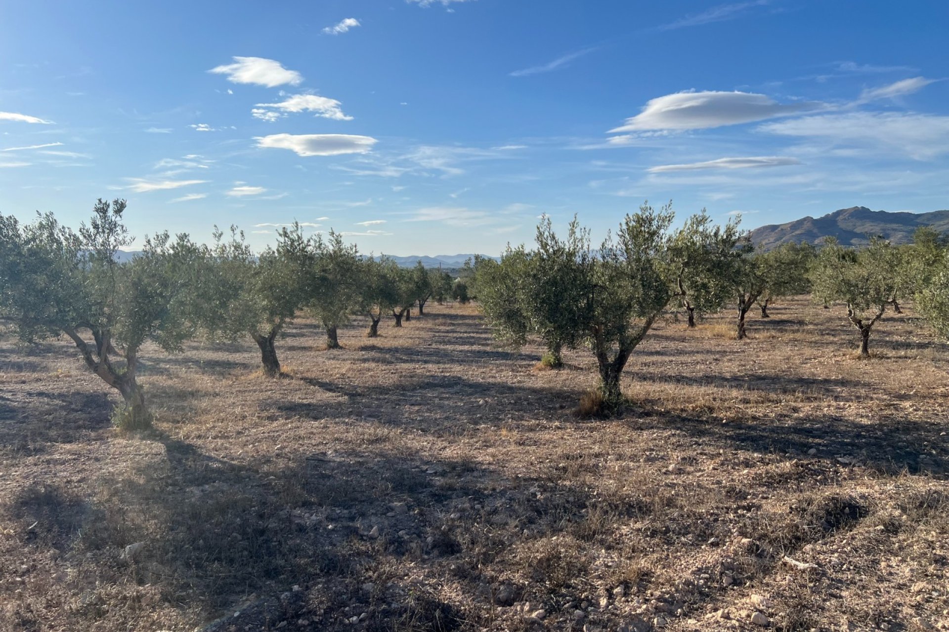 Herverkoop - Country House -
Sax