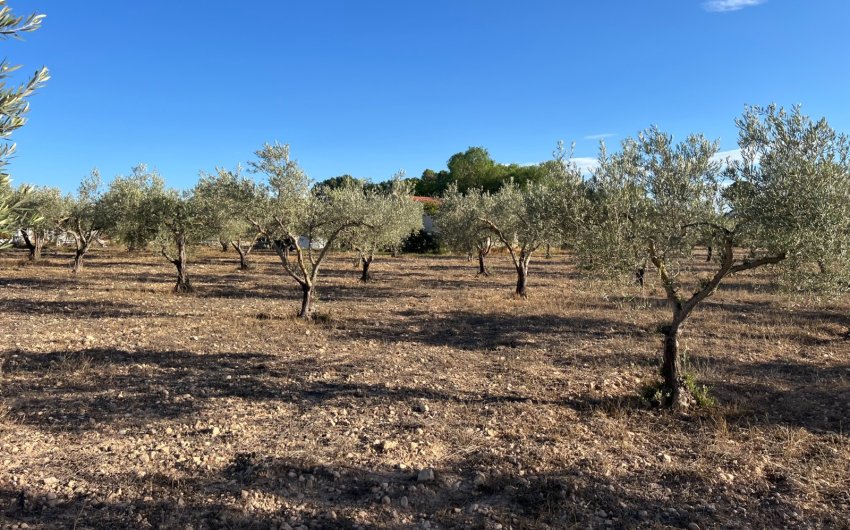 Herverkoop - Country House -
Sax