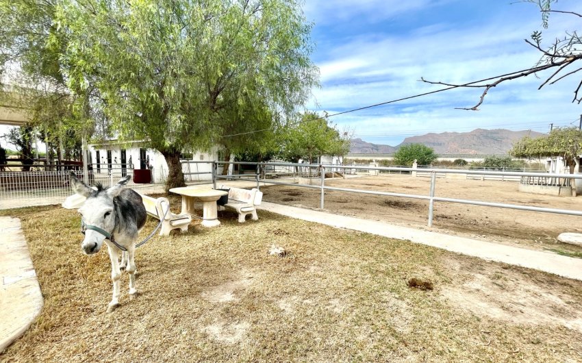 Herverkoop - Finca / Country Property -
Orihuela