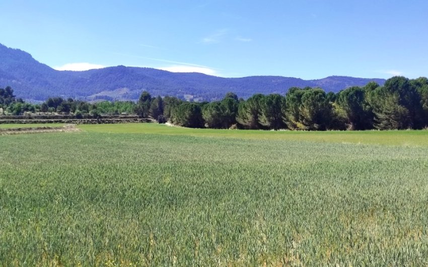 Herverkoop - Land -
Alfafara