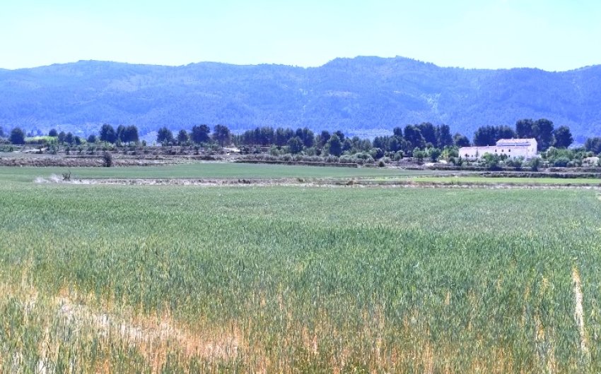 Herverkoop - Land -
Alfafara