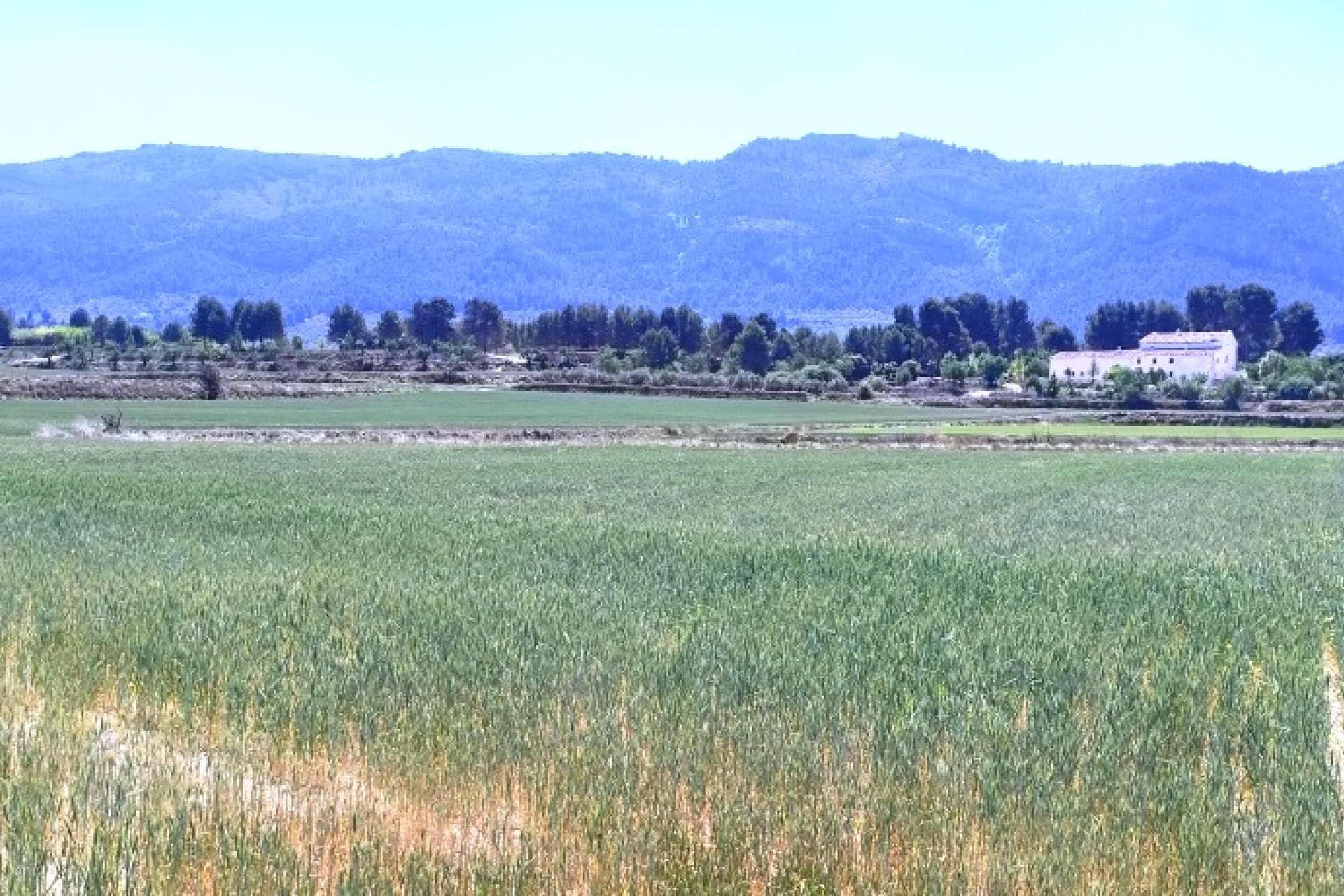 Herverkoop - Land -
Alfafara