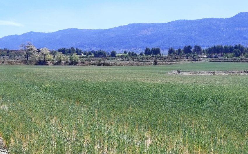 Herverkoop - Land -
Alfafara