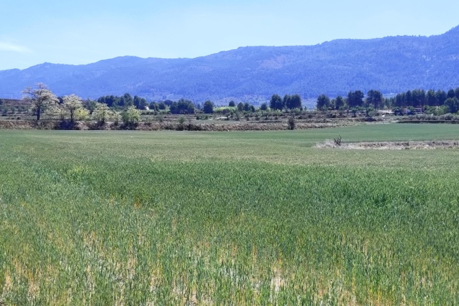 Herverkoop - Land -
Alfafara