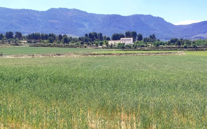 Herverkoop - Land -
Alfafara