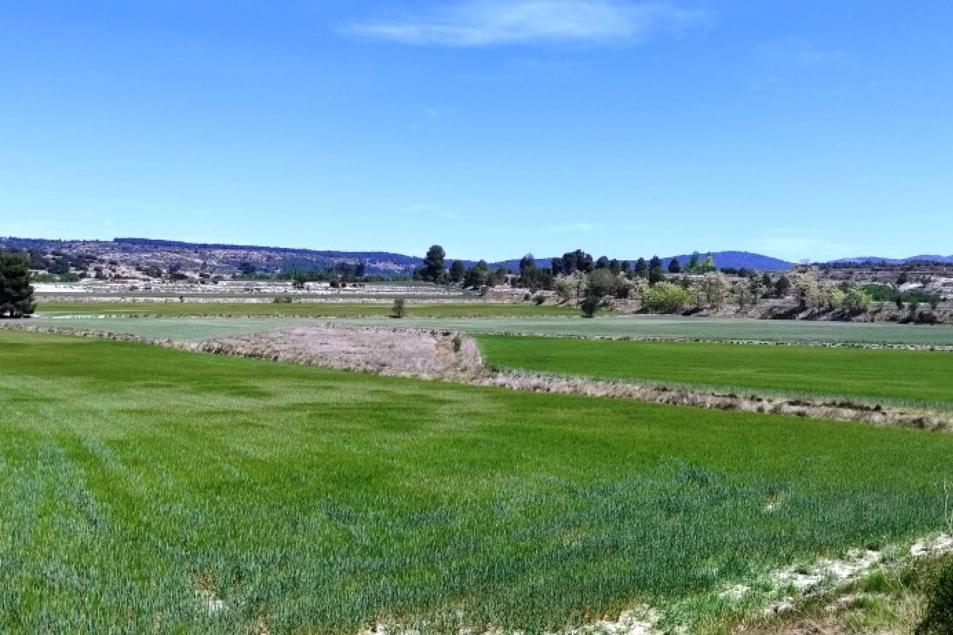 Herverkoop - Land -
Alfafara