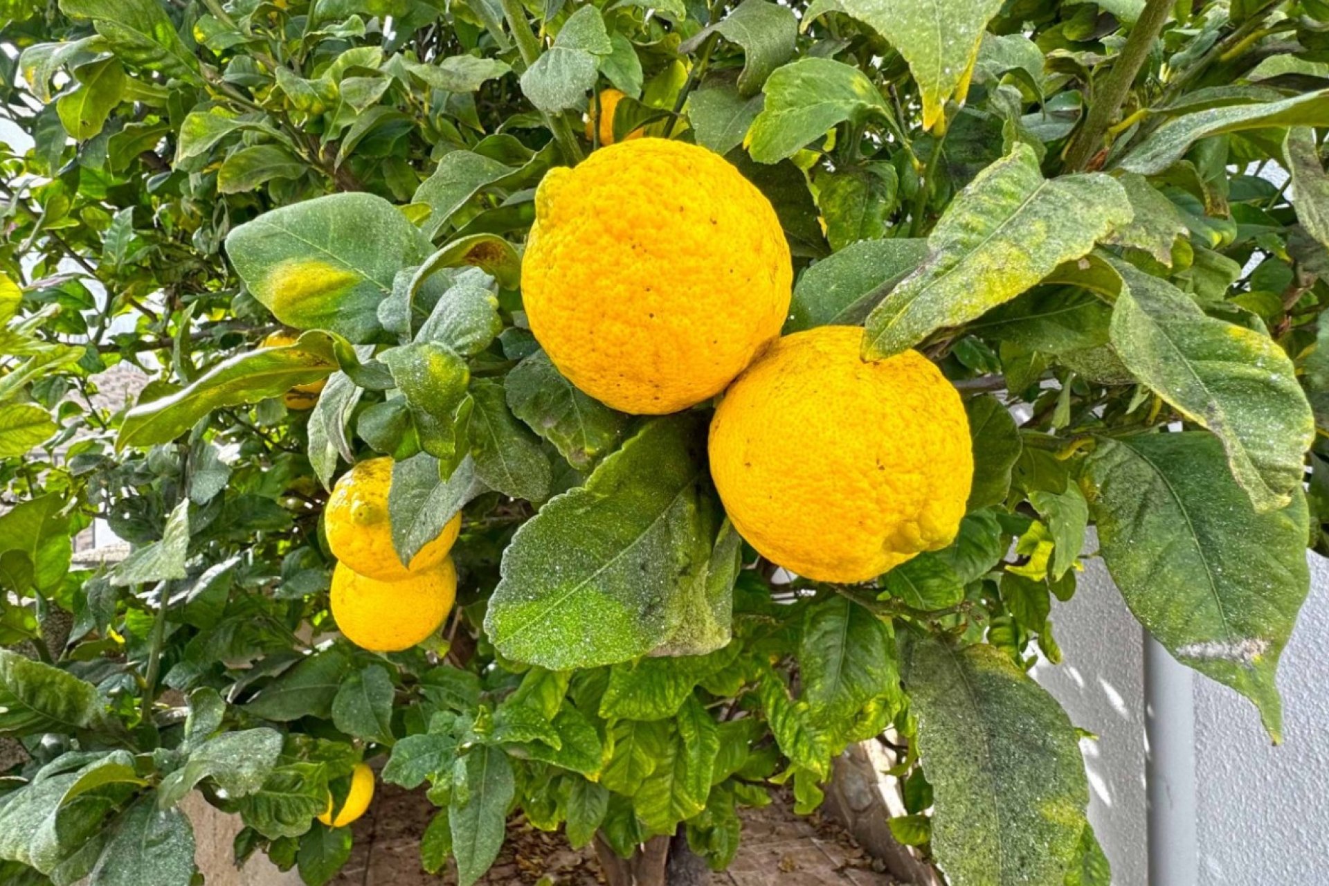 Herverkoop - Semi Detached Villa -
San Miguel de Salinas