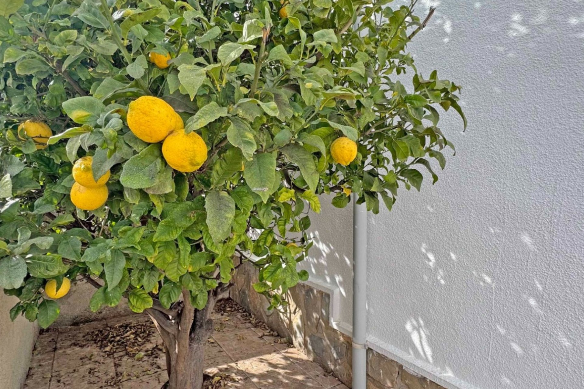 Herverkoop - Semi Detached Villa -
San Miguel de Salinas