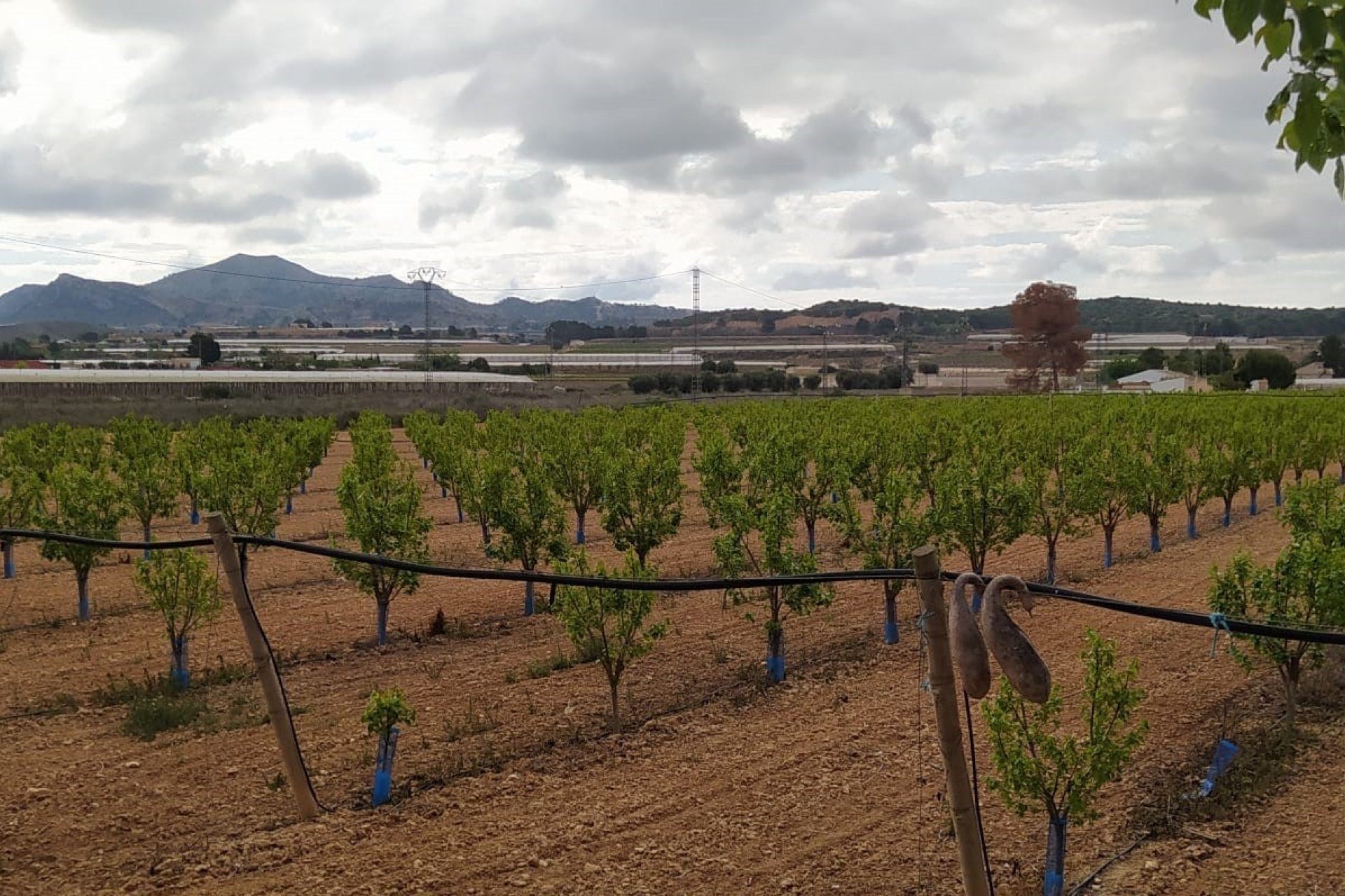 Herverkoop - Villa -
Monforte del Cid