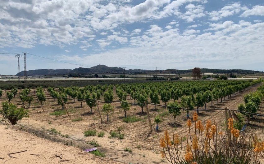 Herverkoop - Villa -
Monforte del Cid