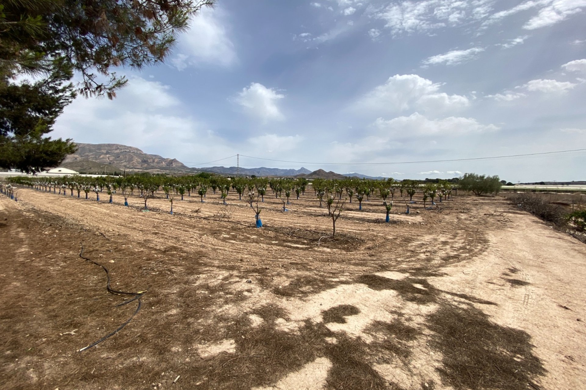 Herverkoop - Villa -
Monforte del Cid