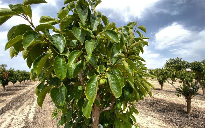 Herverkoop - Villa -
Monforte del Cid