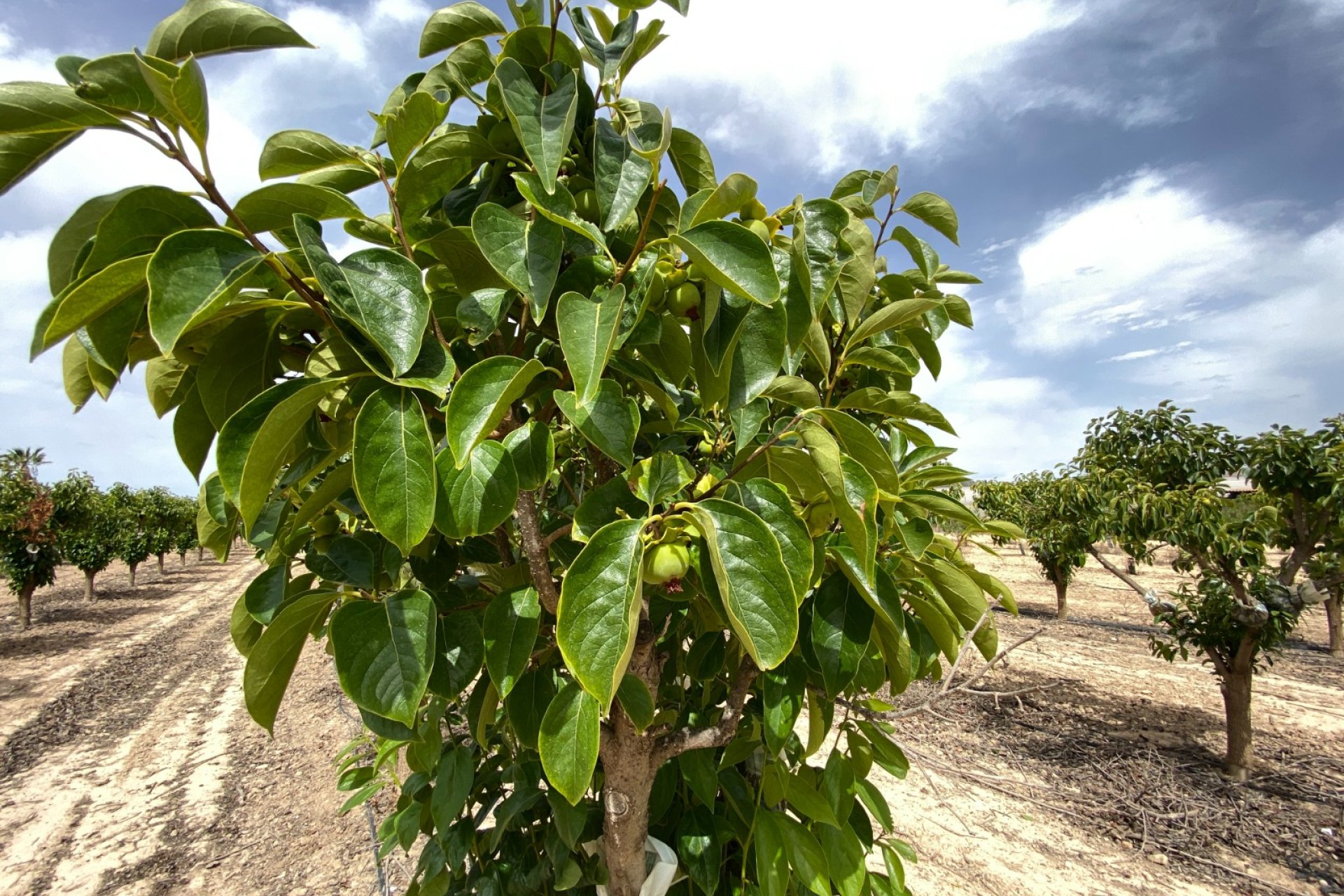 Herverkoop - Villa -
Monforte del Cid