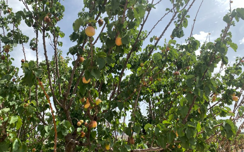 Herverkoop - Villa -
Monforte del Cid