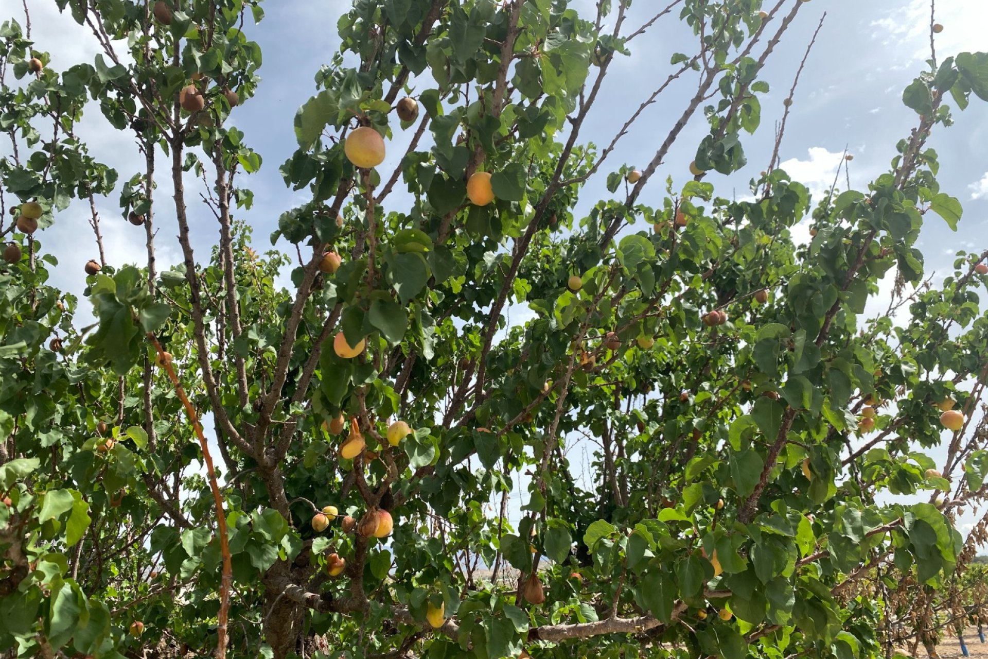 Herverkoop - Villa -
Monforte del Cid