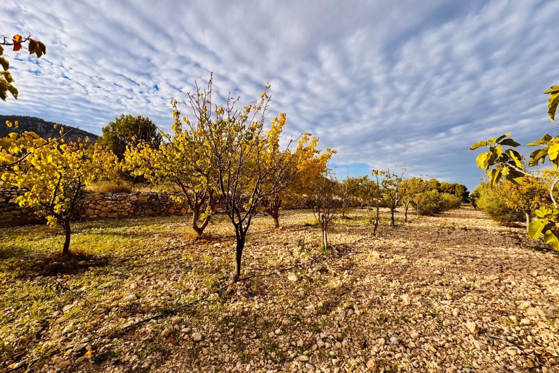 Herverkoop - Villa -
Monóvar - Monovar