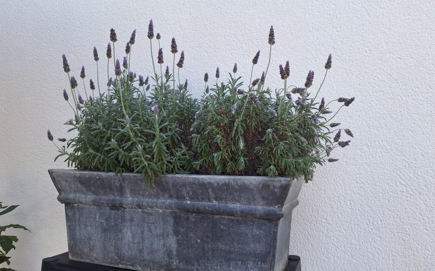 Herverkoop - Villa -
Torrevieja - Los Balcones - Los Altos del Edén