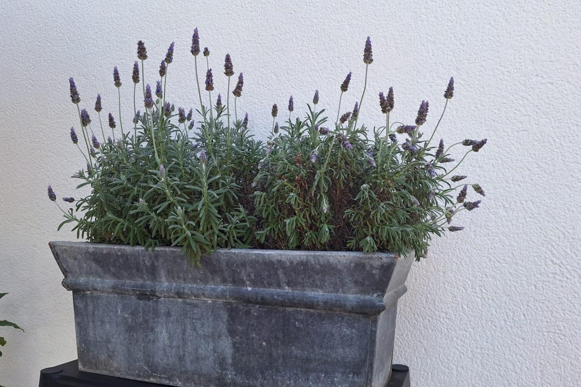 Herverkoop - Villa -
Torrevieja - Los Balcones - Los Altos del Edén