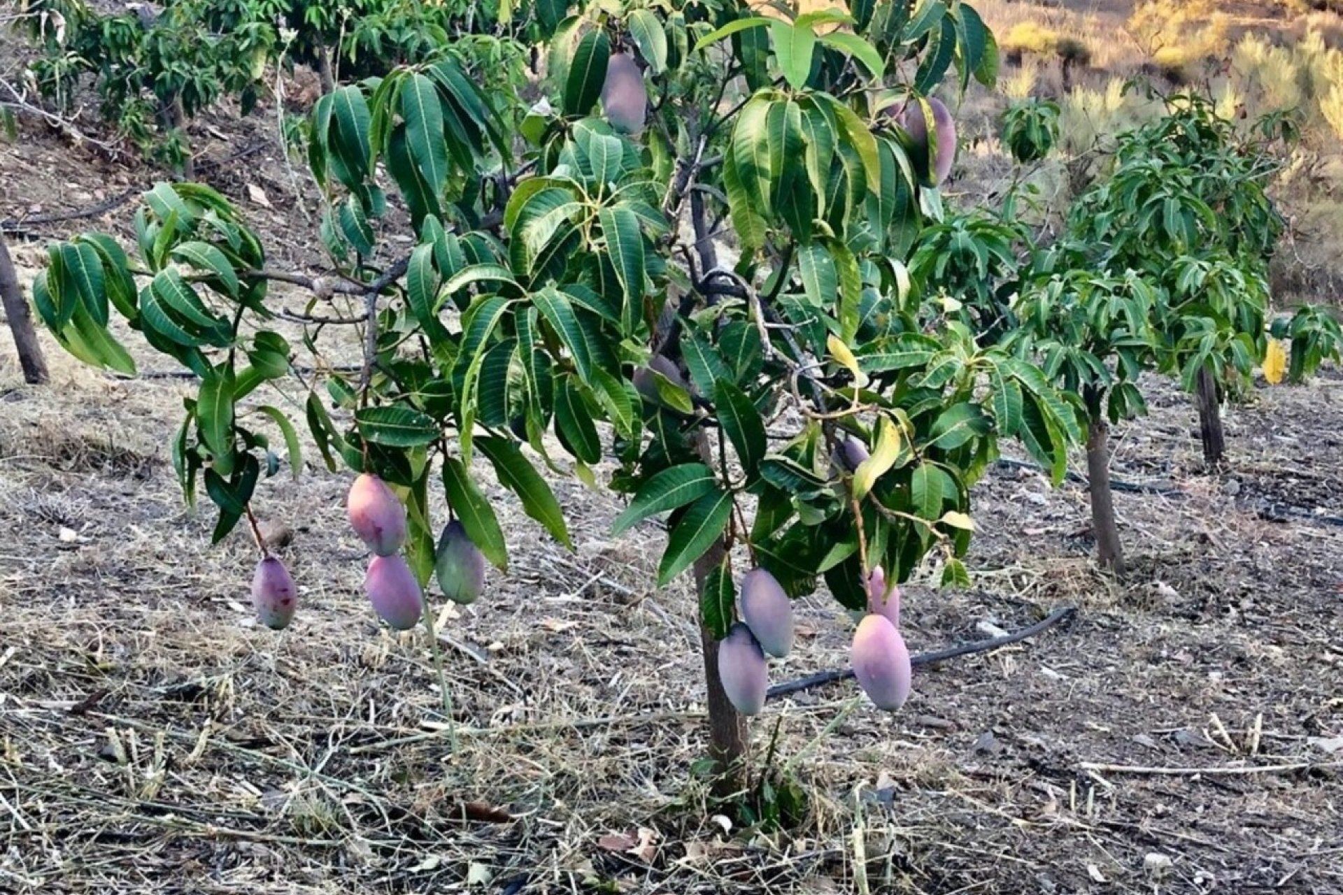 Herverkoop - Villa -
Vélez-Málaga - Costa del Sol