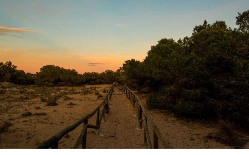 Obra nueva - Villa -
La Marina - La Marina / El Pinet