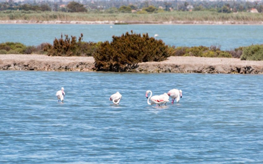 Resale - Apartment -
Torrevieja - La Mata