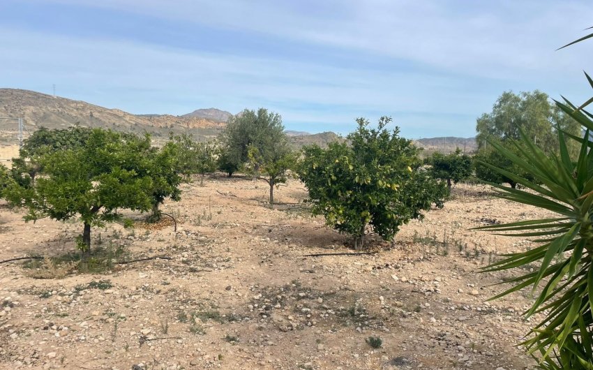 Resale - Country House -
Abanilla