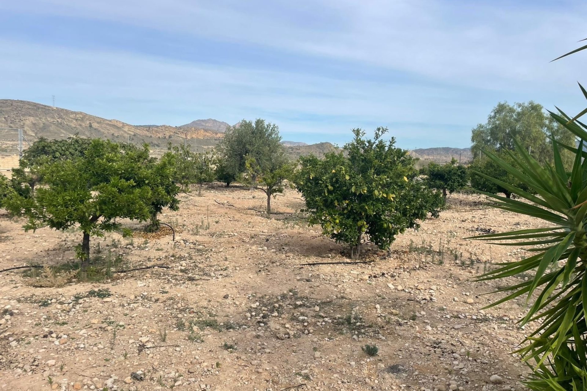 Resale - Country House -
Abanilla