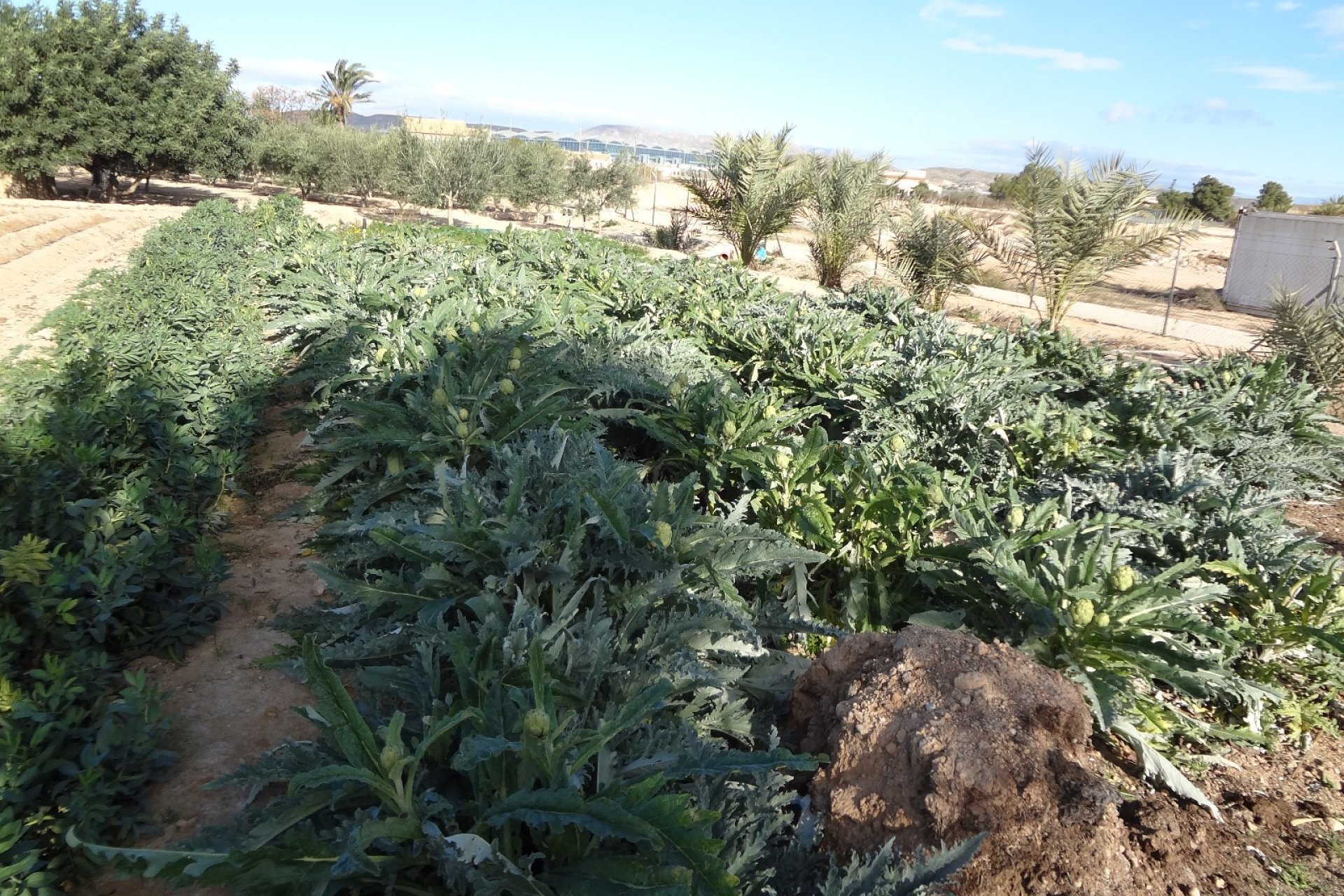 Resale - Country House -
El Altet