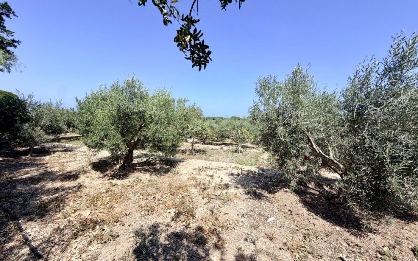 Resale - Country House -
La Marina - Costa Blanca