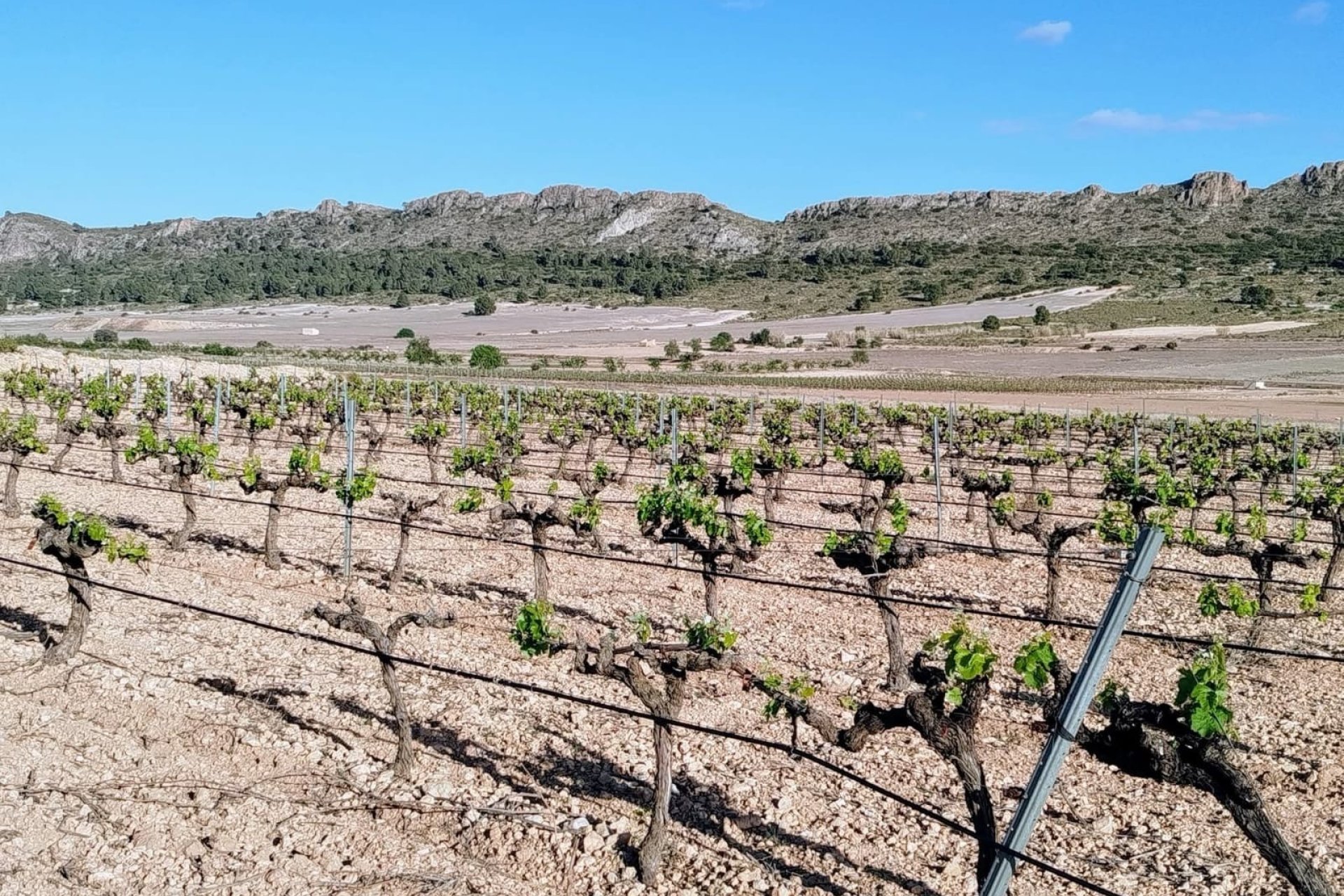 Resale - Country House -
Yecla - Inland