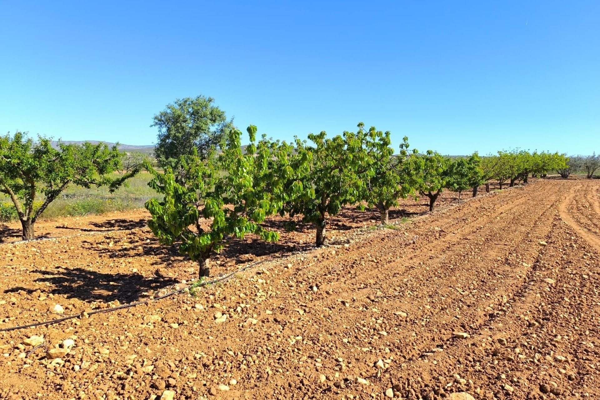 Resale - Country House -
Yecla - Inland