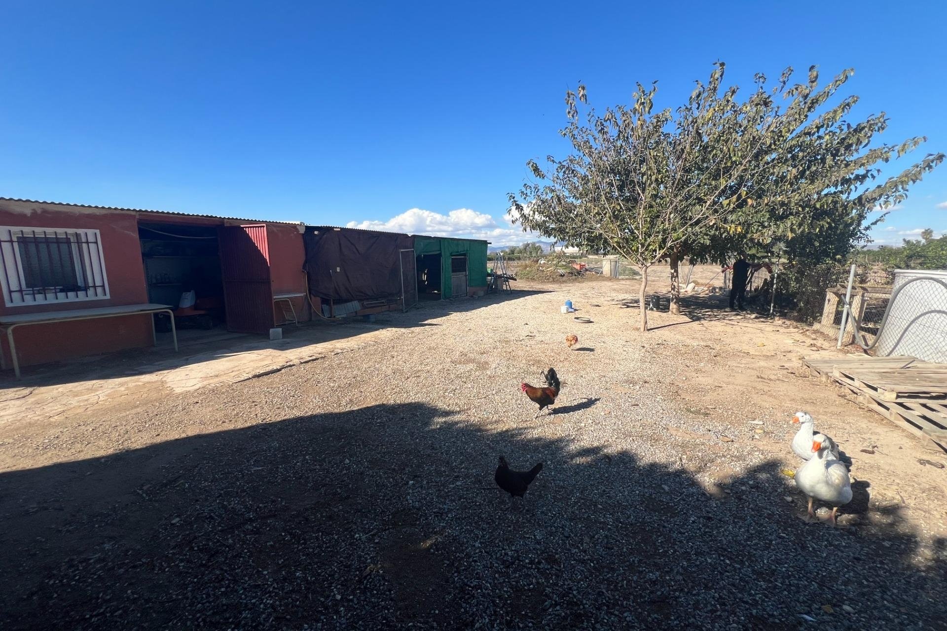 Resale - Finca -
Dolores - Comunidad Valenciana