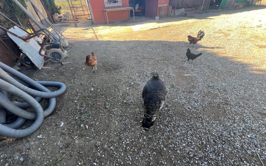 Resale - Finca -
Dolores - Comunidad Valenciana