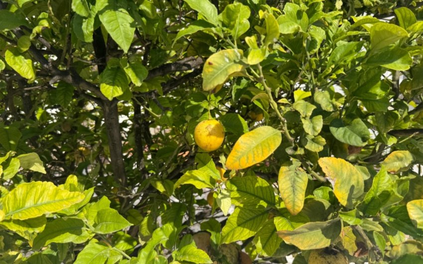 Resale - Town House -
Torrevieja - Costa Blanca