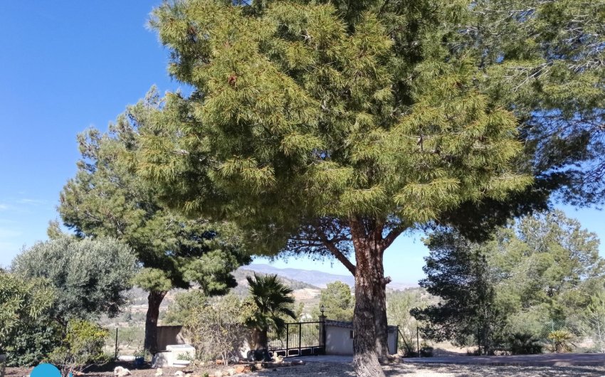 Resale - Villa -
Abanilla