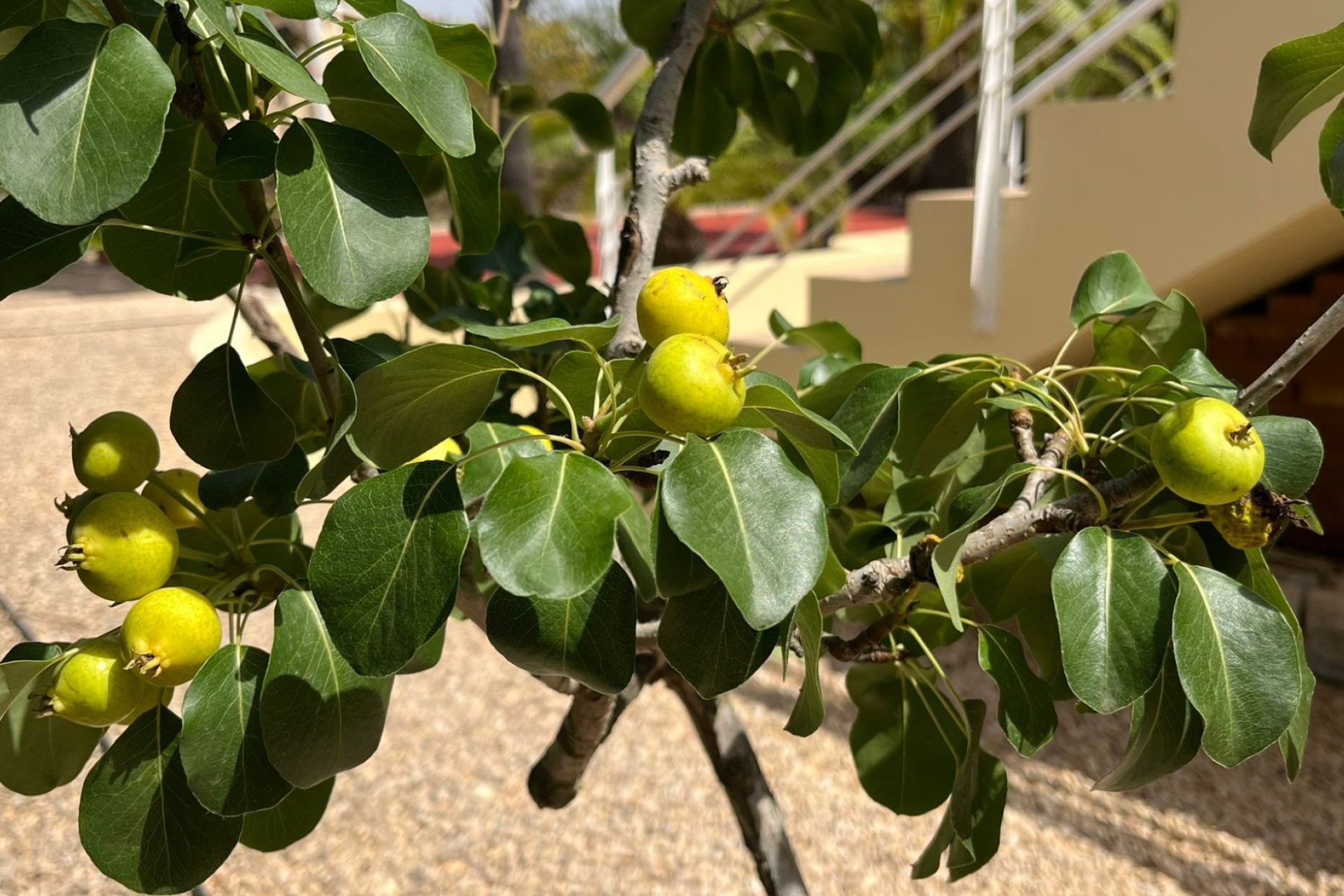 Resale - Villa -
Benidorm