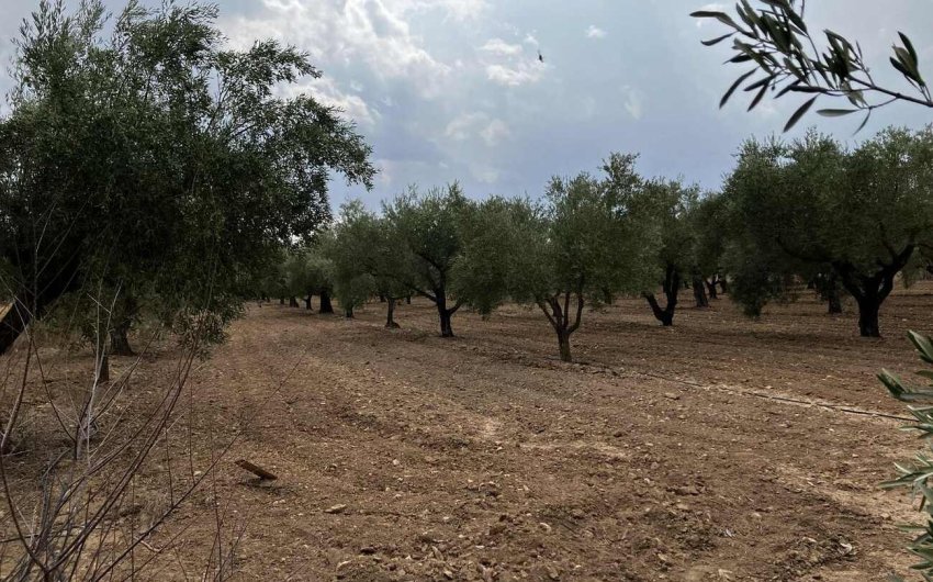 Resale - Villa -
Biar - Costa Blanca