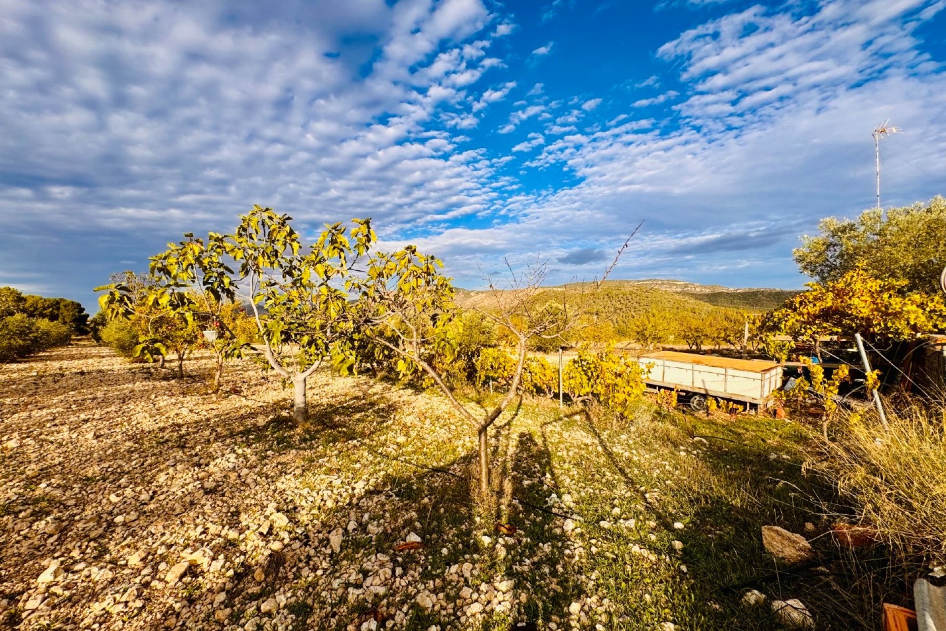 Resale - Villa -
Monóvar - Monovar