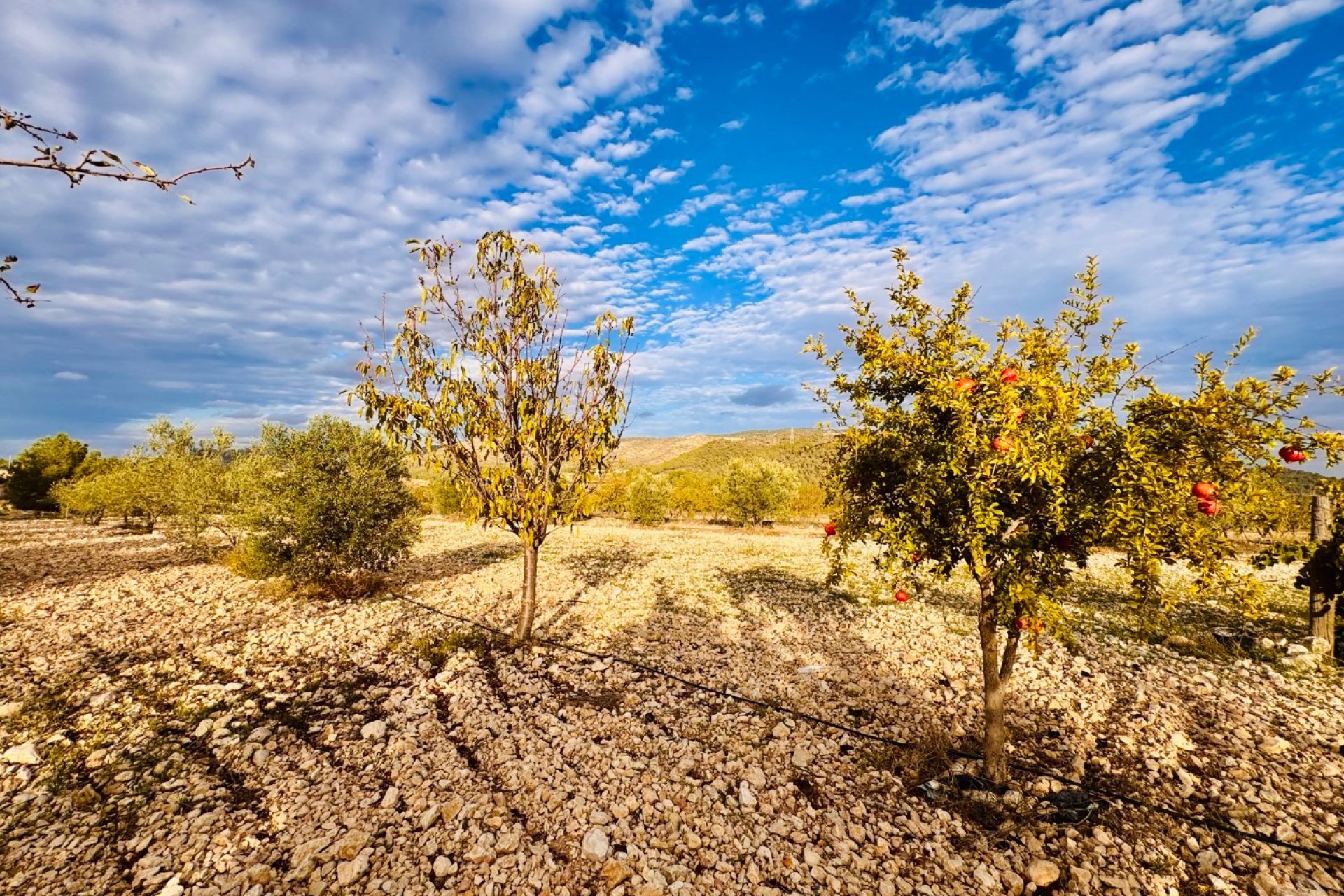 Resale - Villa -
Monóvar - Monovar
