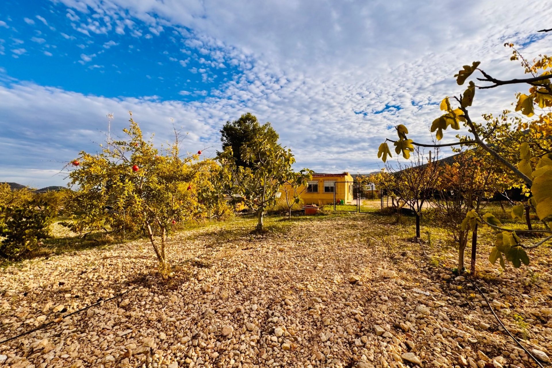 Resale - Villa -
Monóvar - Monovar